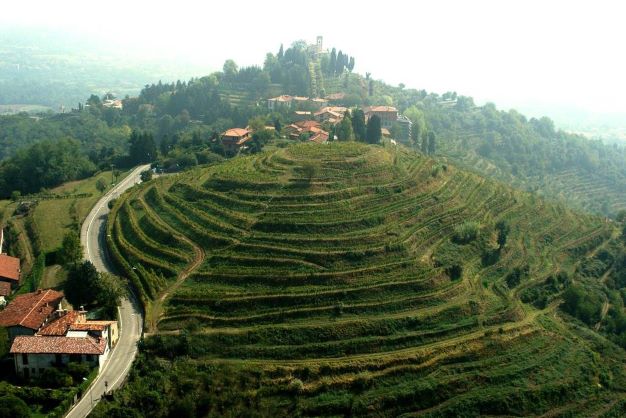 Montevecchia - vigneti